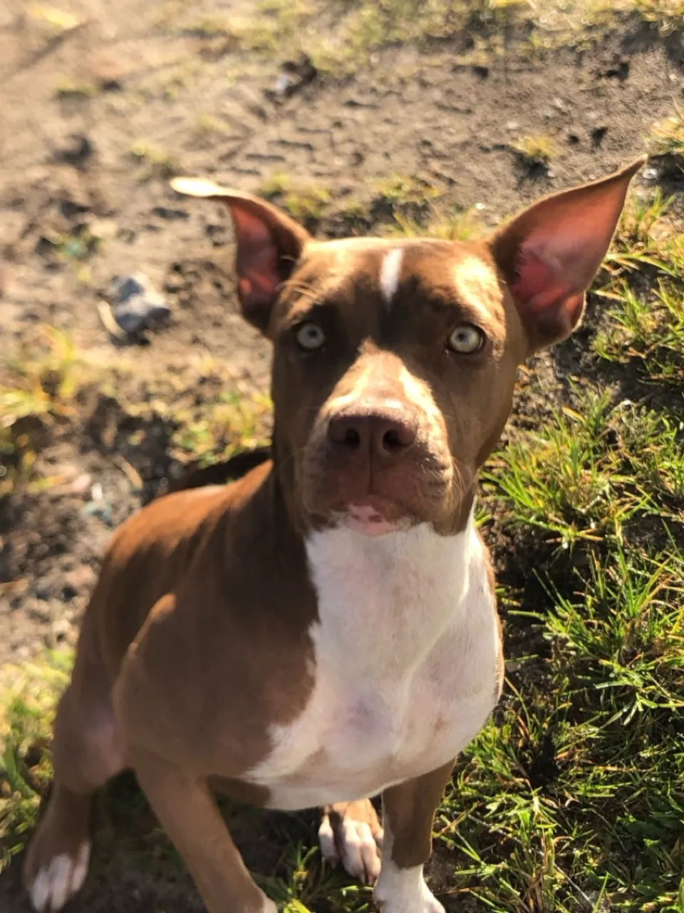 Pitbul filhote