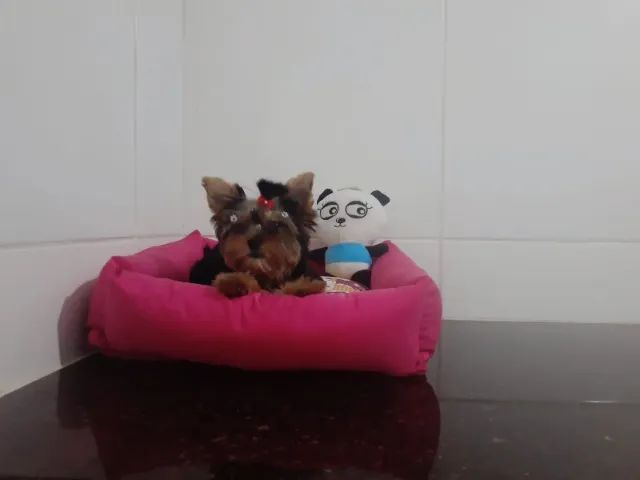 ;] Filhotes de Yorkshure com Vacina Importada ;] - Foto 2