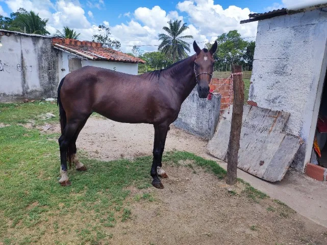Égua manga larga