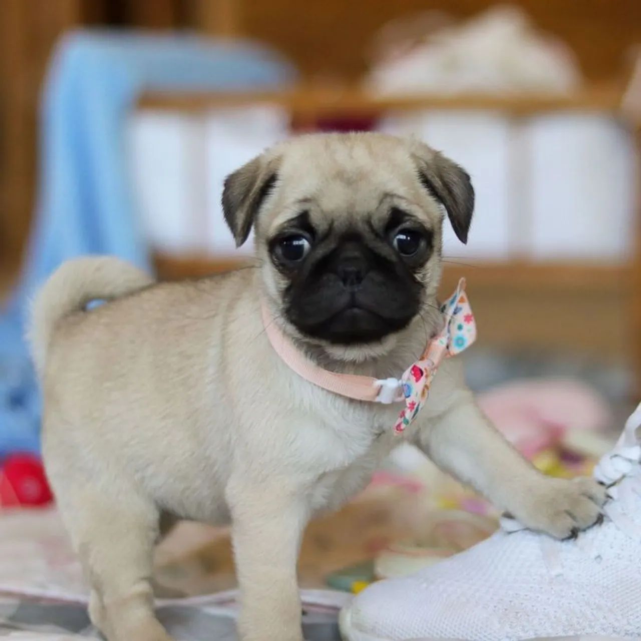 Filhote de Pug Macho e Fêmea Porte Pequeno Vacinados  - Foto 5