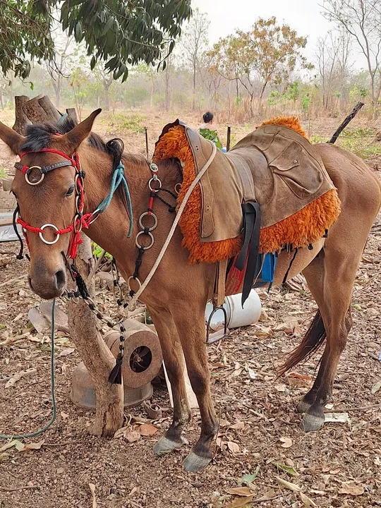 Cavalo