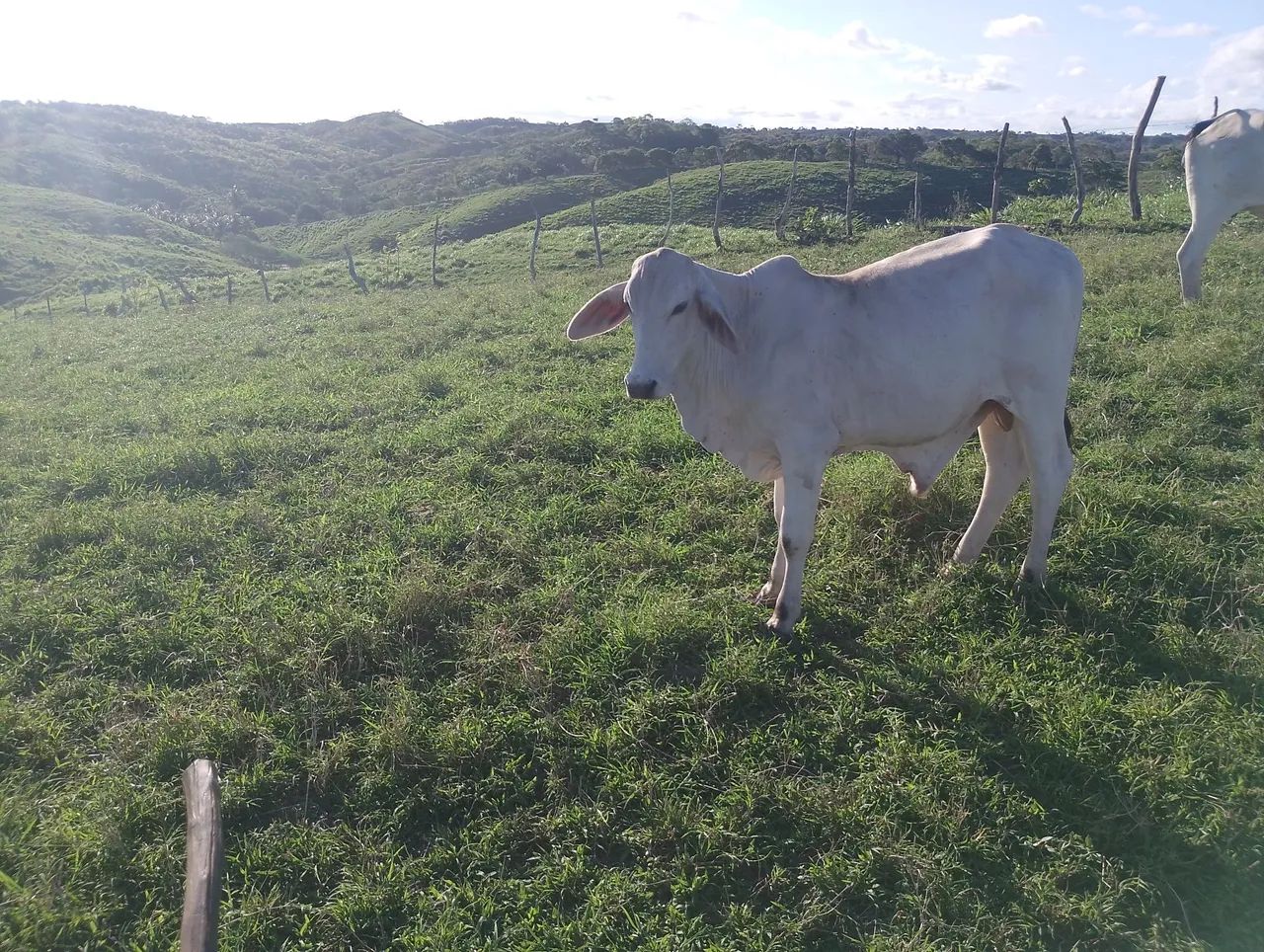 Tabanel de primeira tá com 1ano e 1 mês. - Foto 2