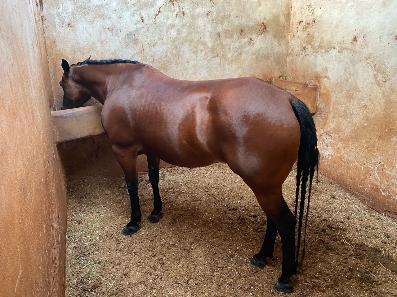 Égua Quarto de Milha! - Foto 2