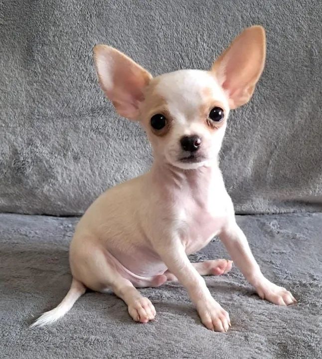 Chihuahua macho com vacina importada - Foto 4