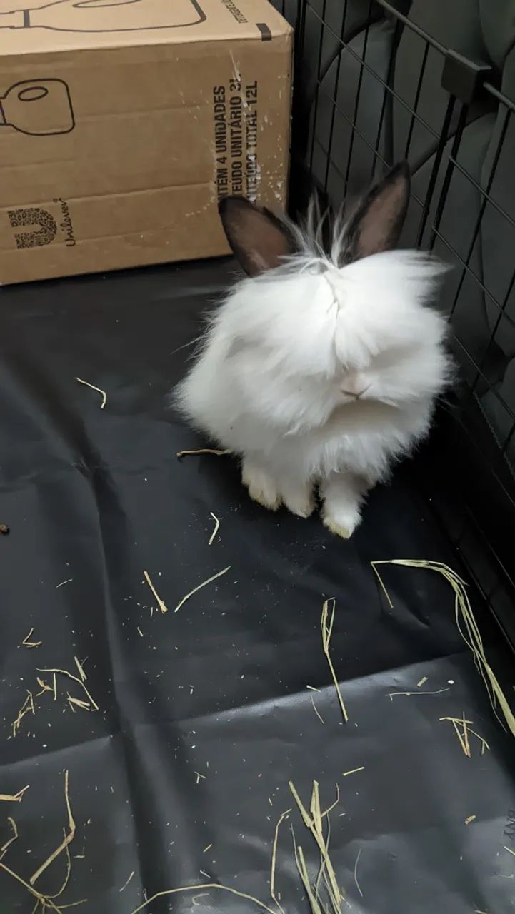 Vendo coelho Netherland + Assessórios  completo