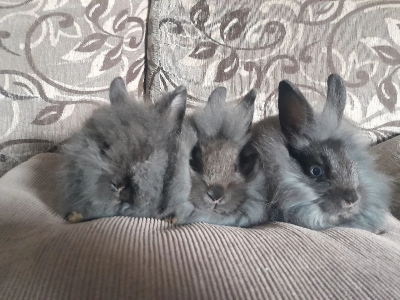 Coelhos