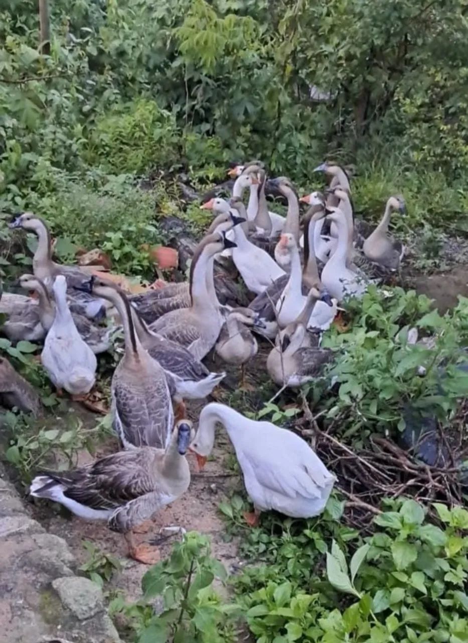 Venda de ganso sinaleiro africano - Foto 3