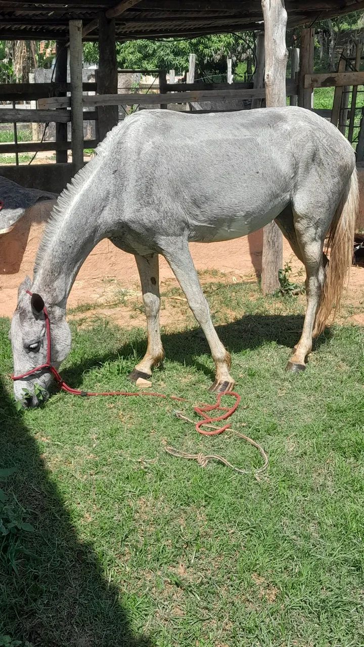 Vendo egua 4 anos - Foto 3