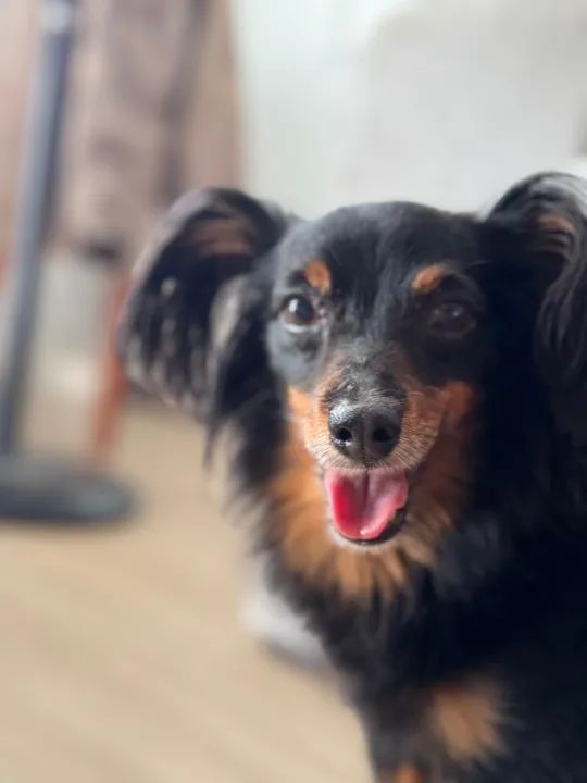 Cachorro de porte pequeno procurando o dono está perdido - Foto 5