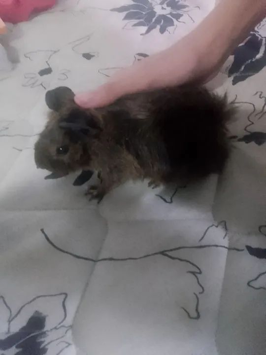 Vende-se porquinho peruano abcinio macho 