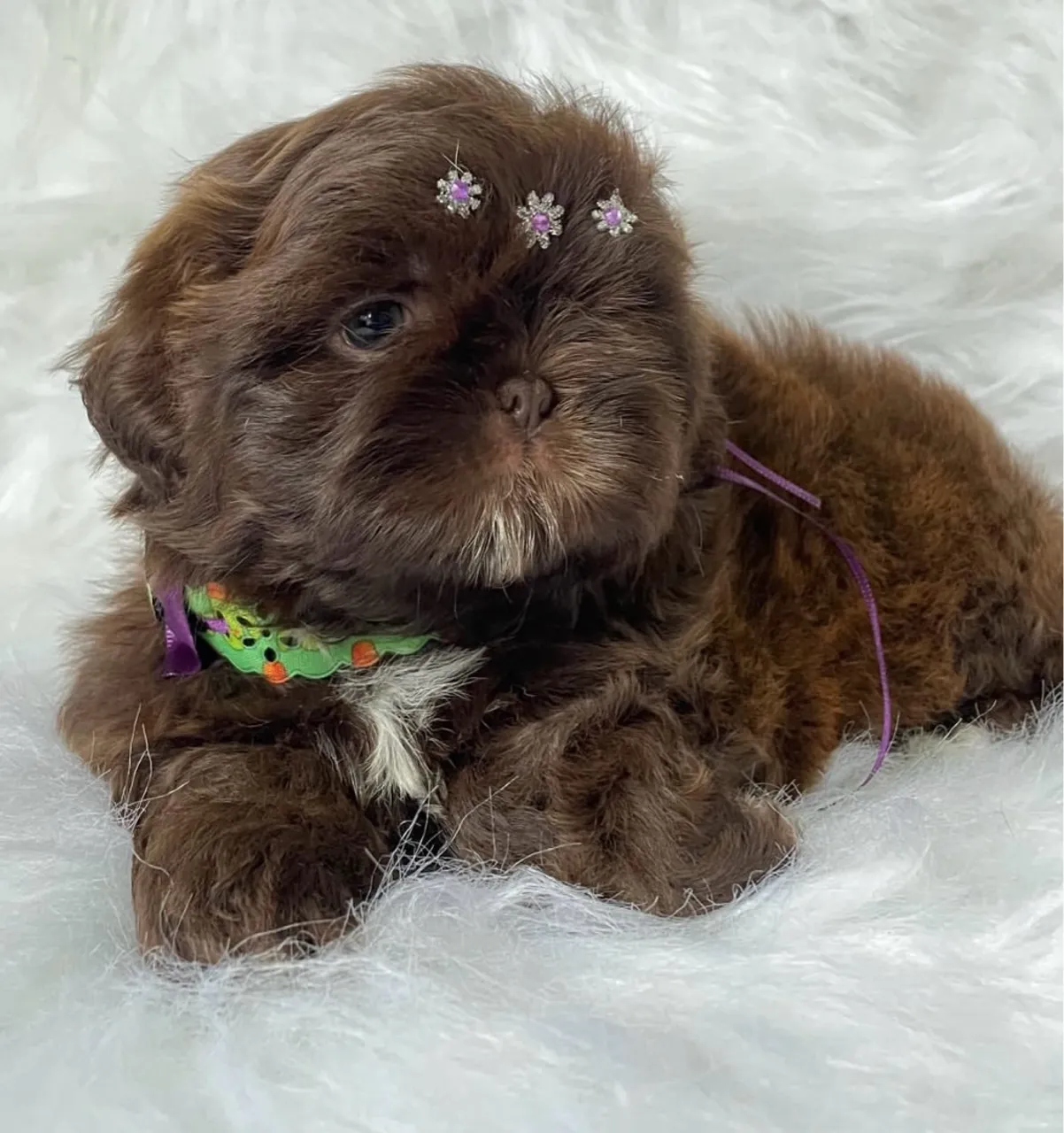 Filhotes de Shih-Tzu