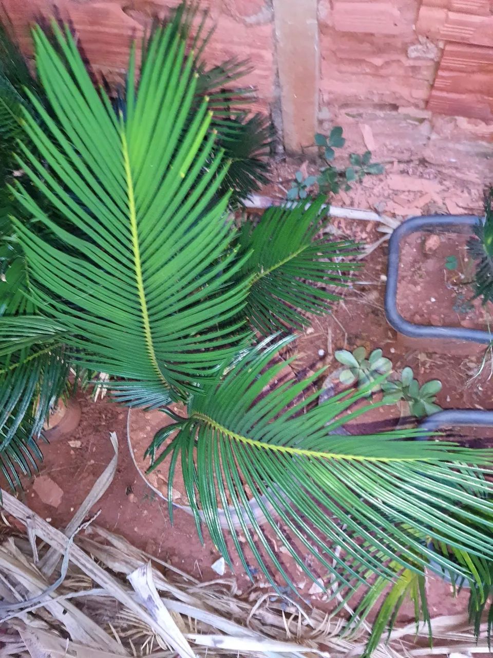 Palmeira para jardim