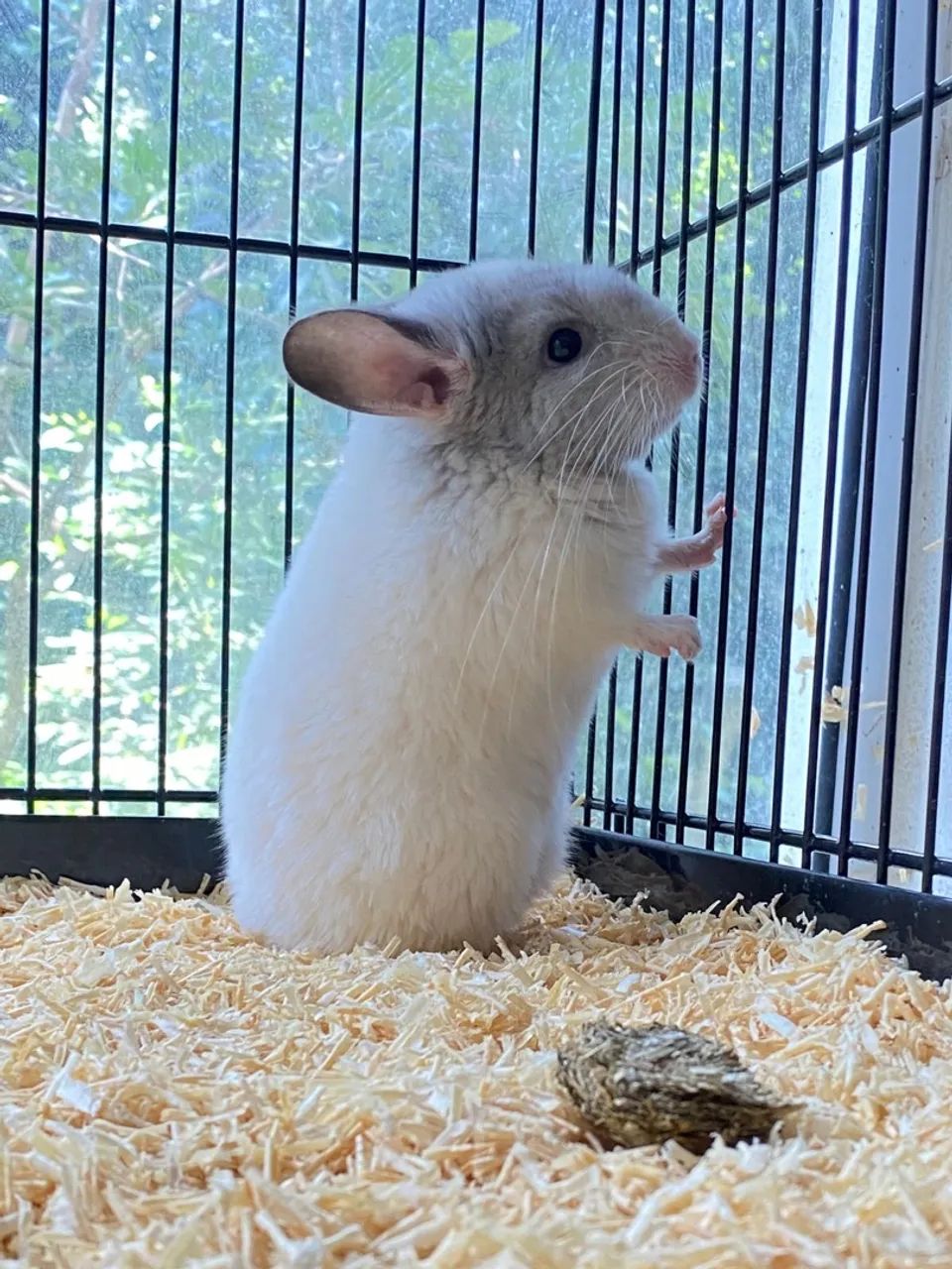 Filhotes de Chinchila  - Foto 3