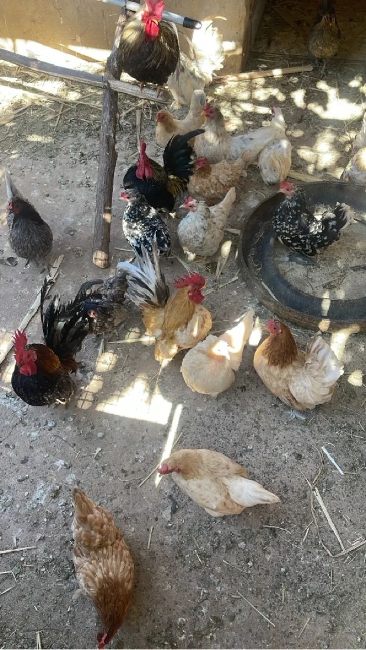 ? Galinhas e Galos Garnizé Nagasaki à Venda! ? - Foto 6