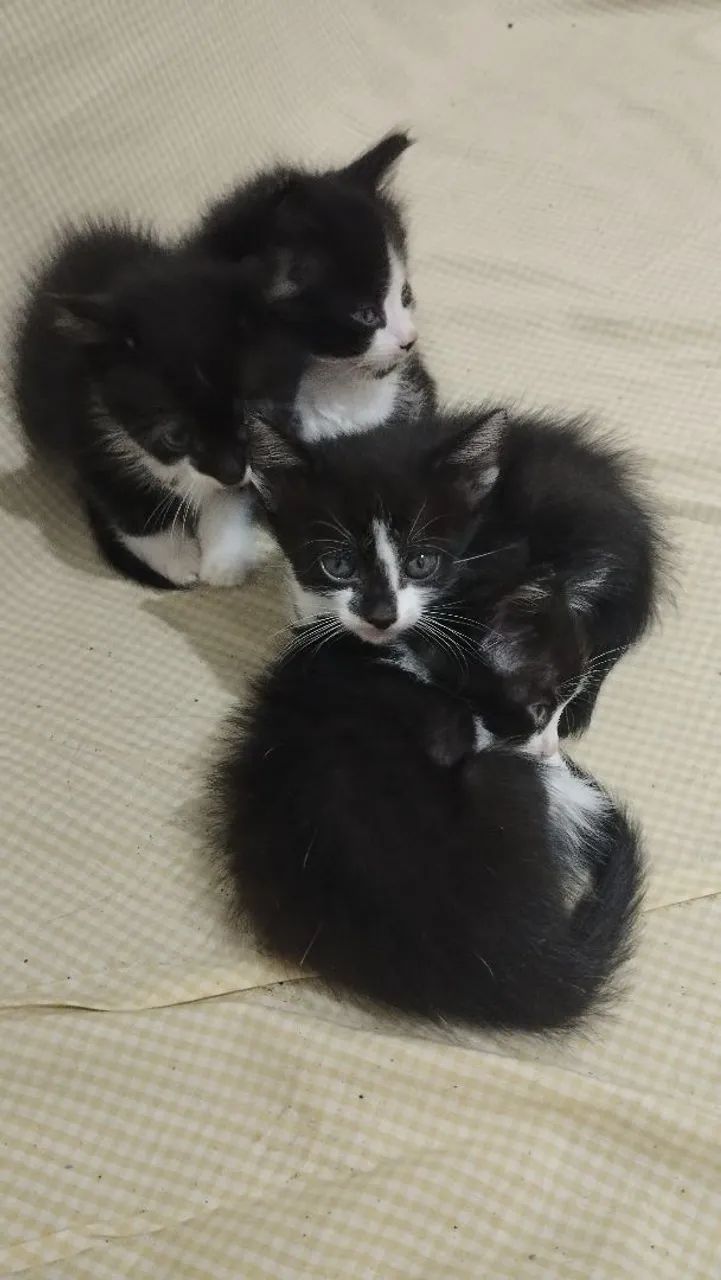 Gatos para doação  - Foto 5