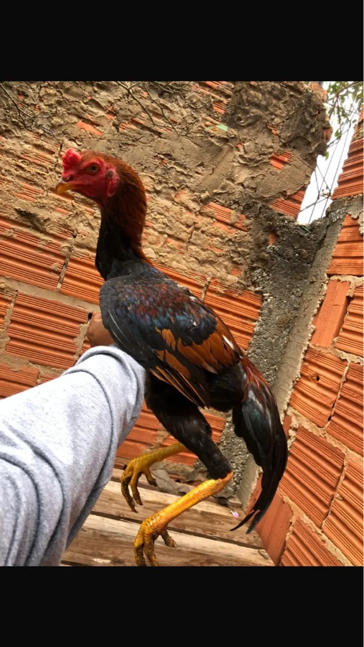 Frango de Raça