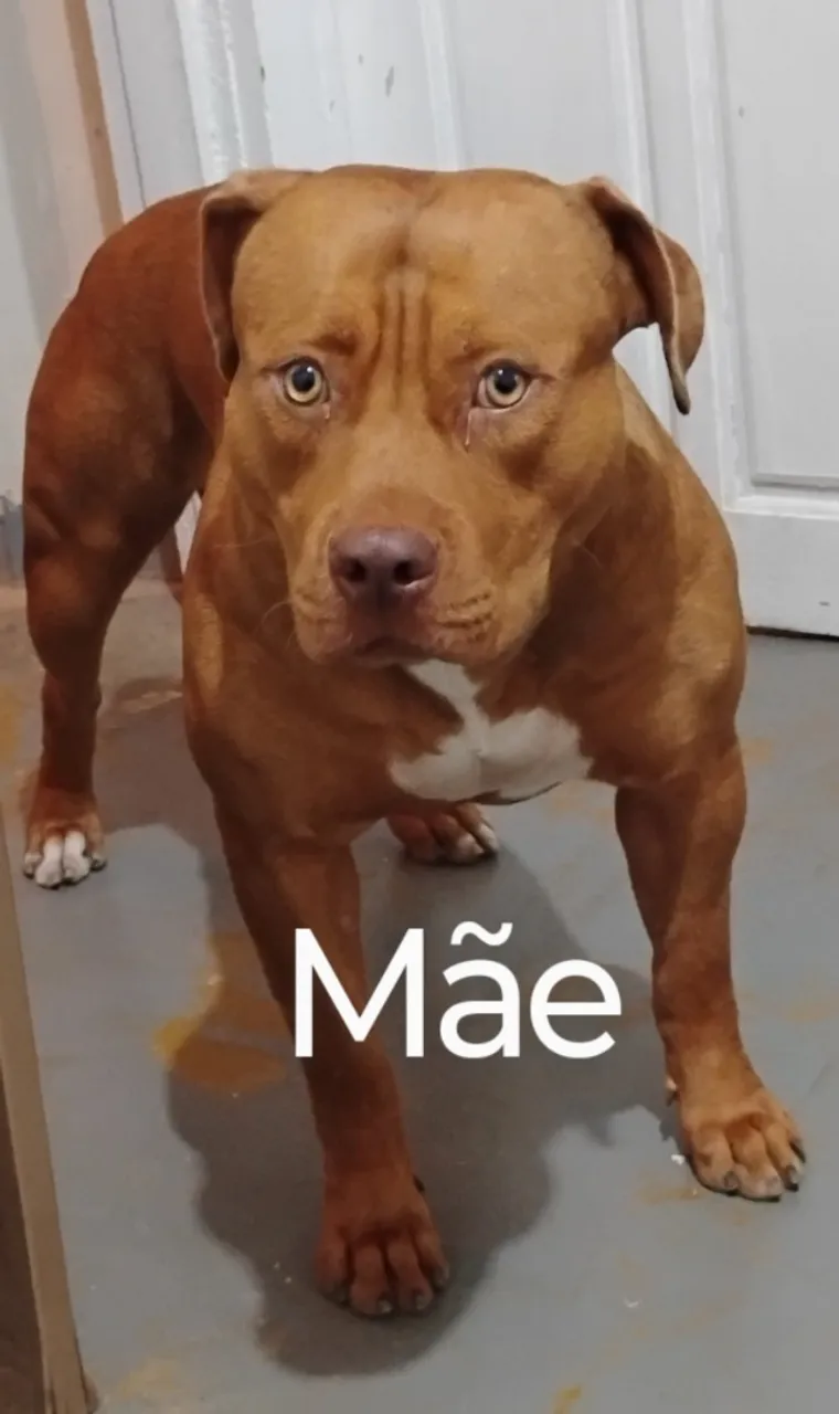 Filhotes de pitmonster Brazilian Bull disponível