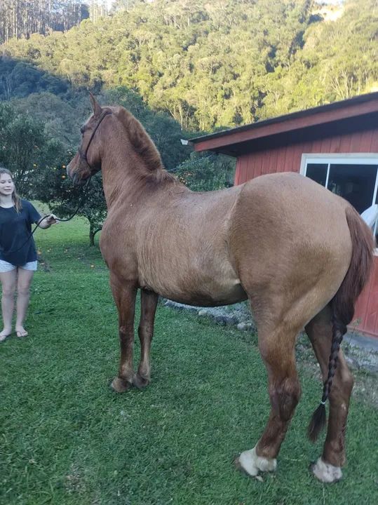 Cavalo QM com Crioulo 
