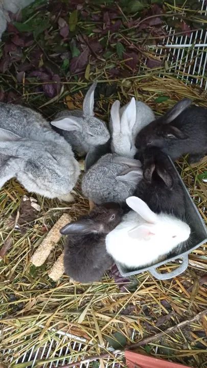 Filhotes de coelhos gigante de Flandres 