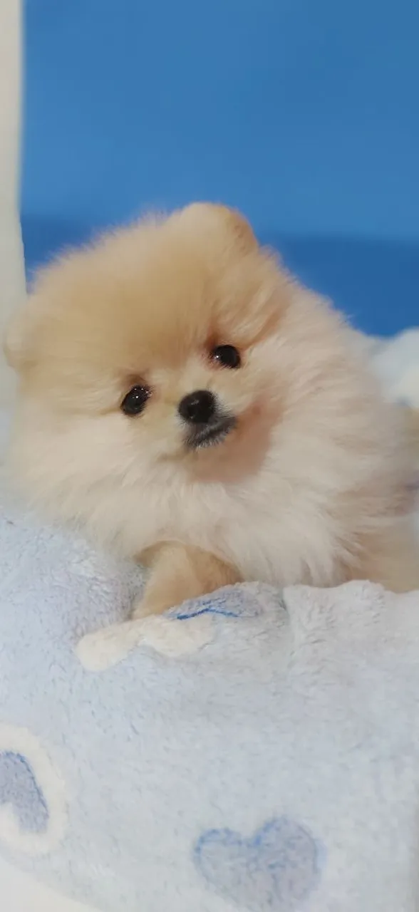 Filhote de Spitz Alemão / Lulu da Pomerânia