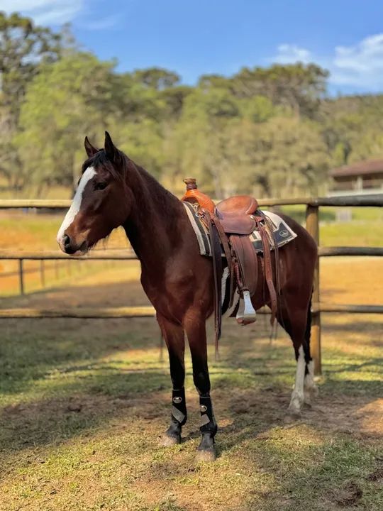 Potro QM x Crioulo  - Foto 2