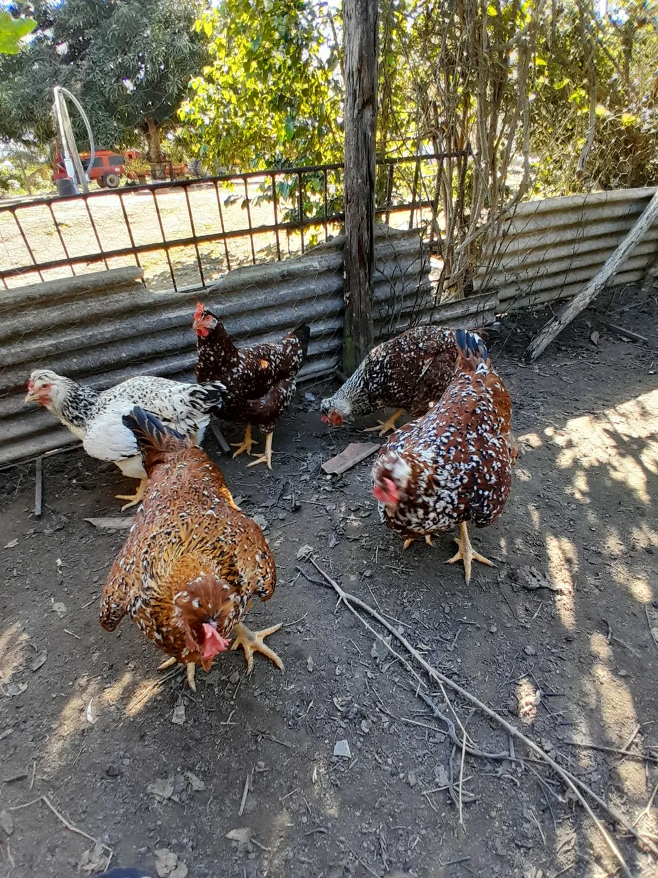 Ovos Galinha gsb