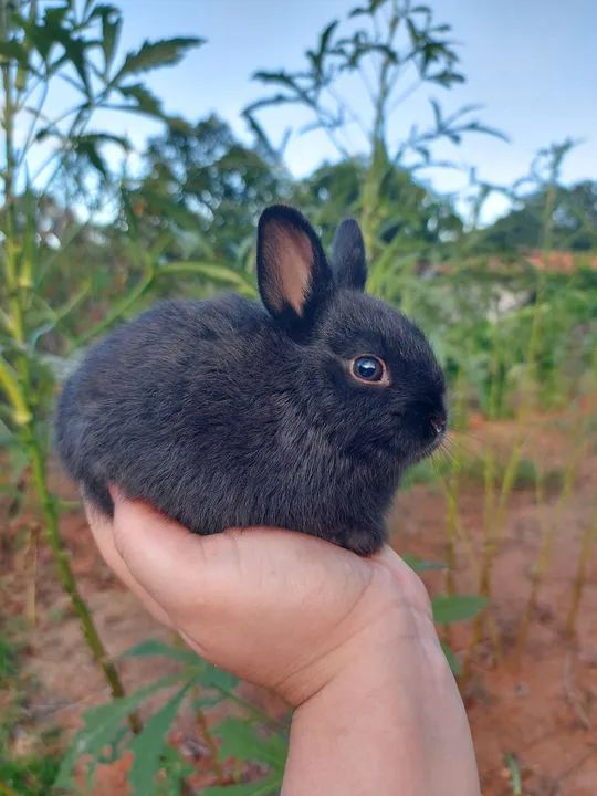 Coelhinho preto fofinho