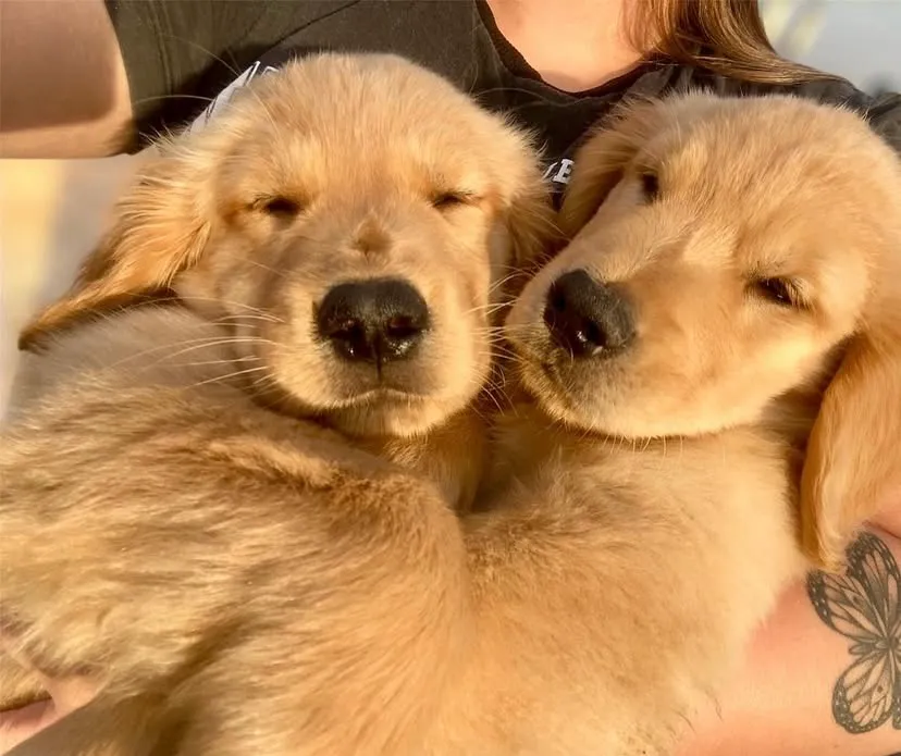 Filhotes Golden Retriever