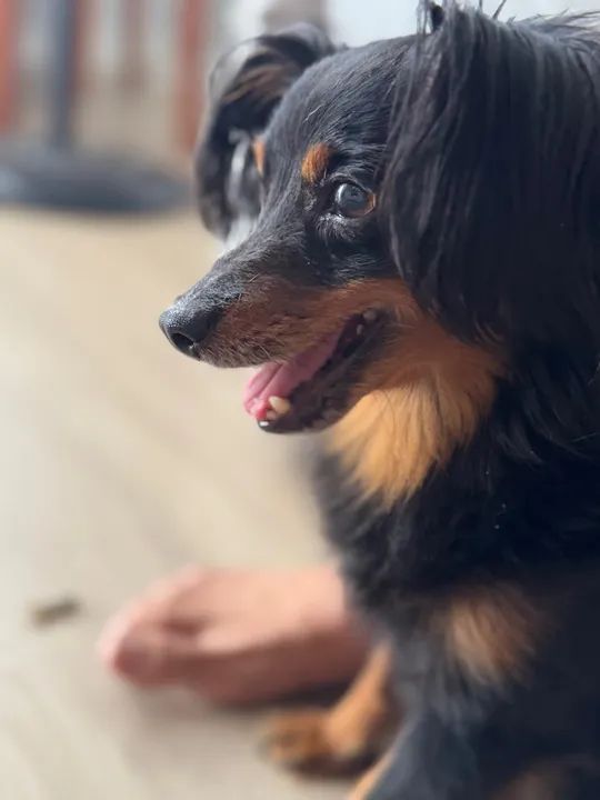 Cachorro de porte pequeno procurando o dono está perdido - Foto 3