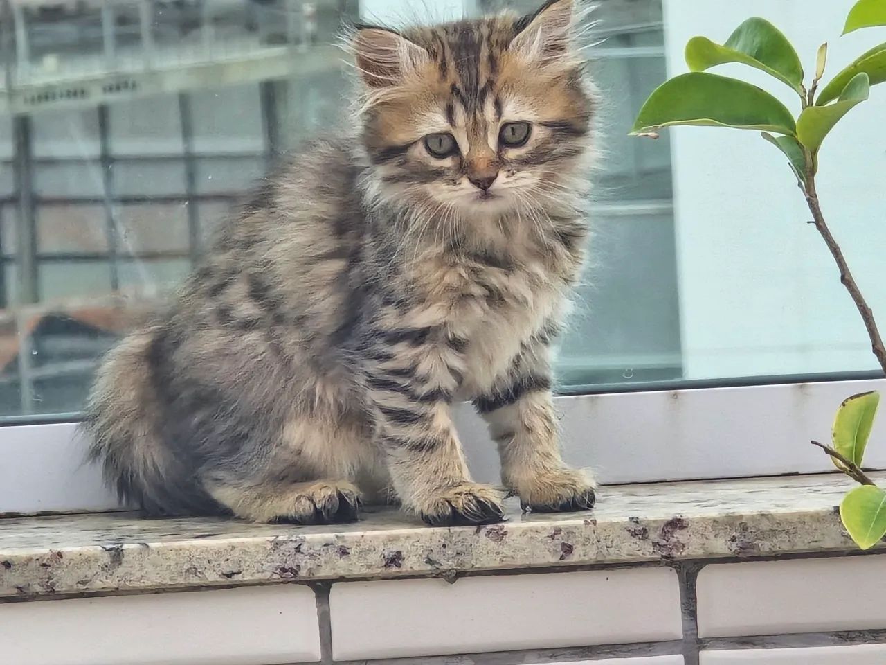 Vendo filhotes de gato persa - Foto 5