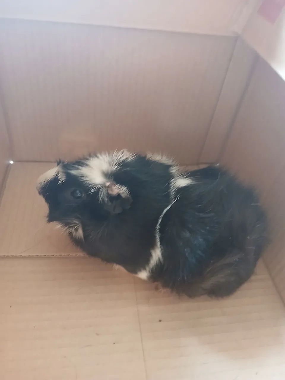 Vendo porquinho da Índia 