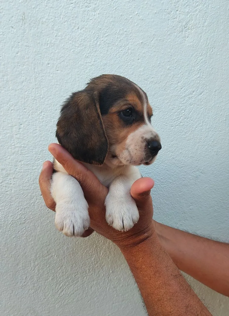 Filhote de Beagle Macho tricolor