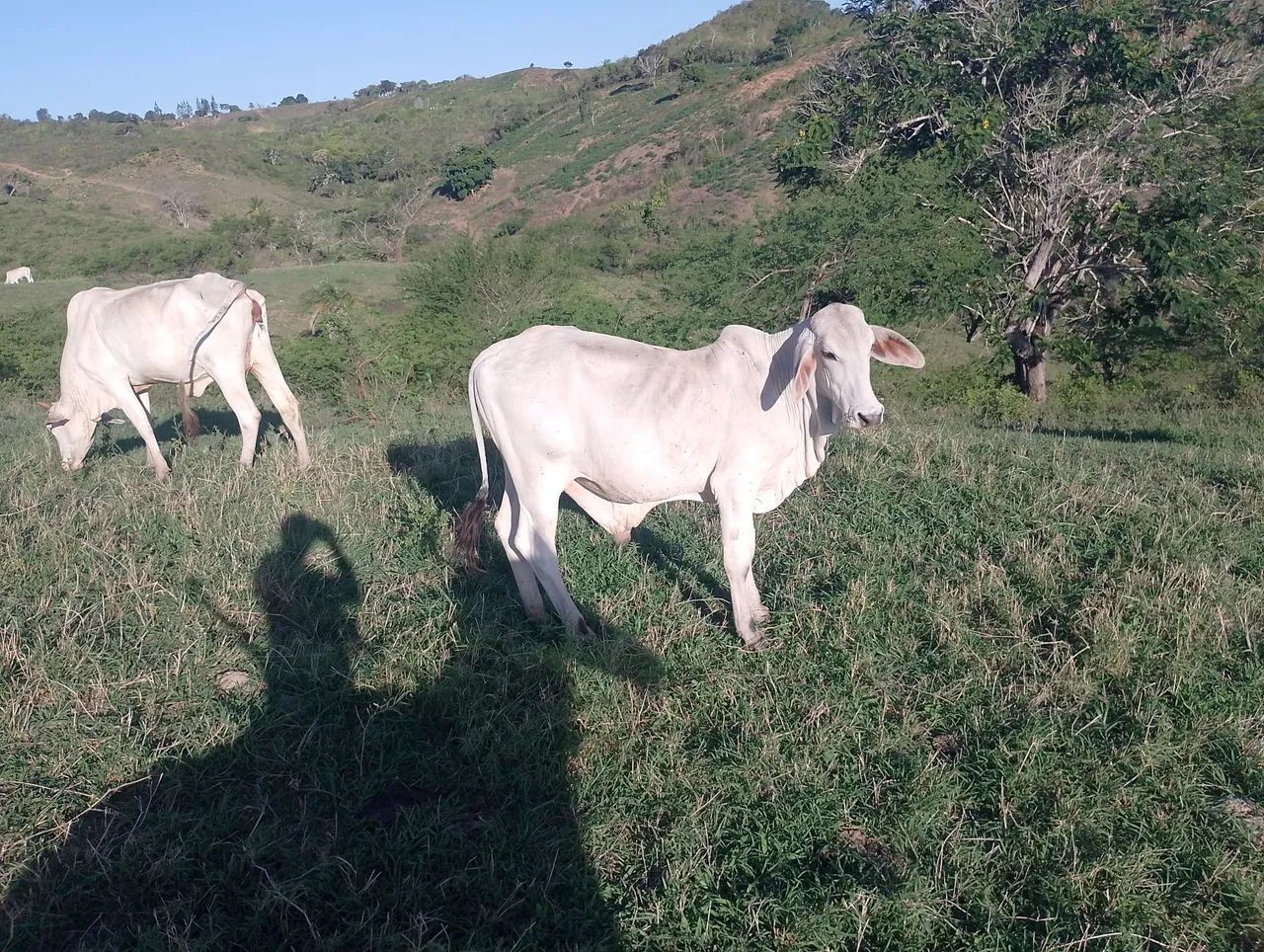 Tabanel de primeira tá com 1ano e 1 mês. - Foto 3