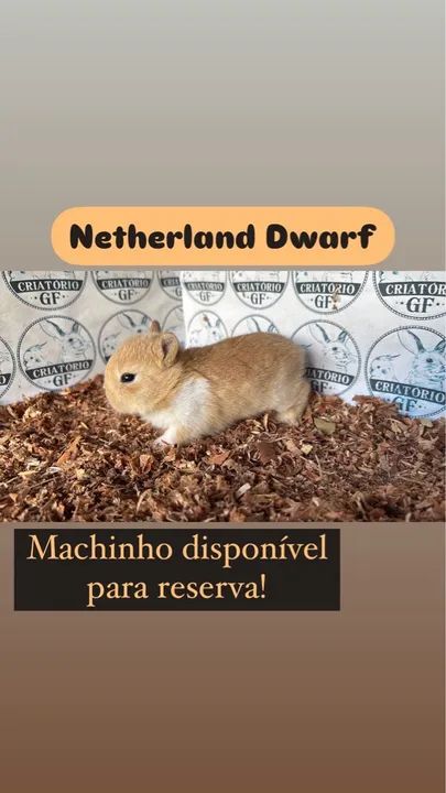 Filhote de Coelho Netherland Dwarf Macho