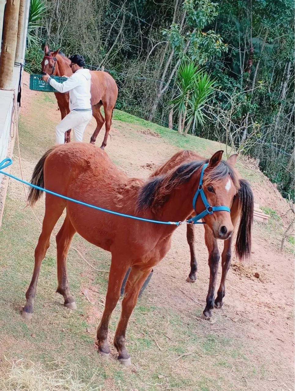 Potro puro sangue árabe - Foto 5