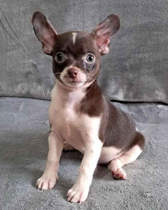 Chihuahua macho com vacina importada - Foto 6