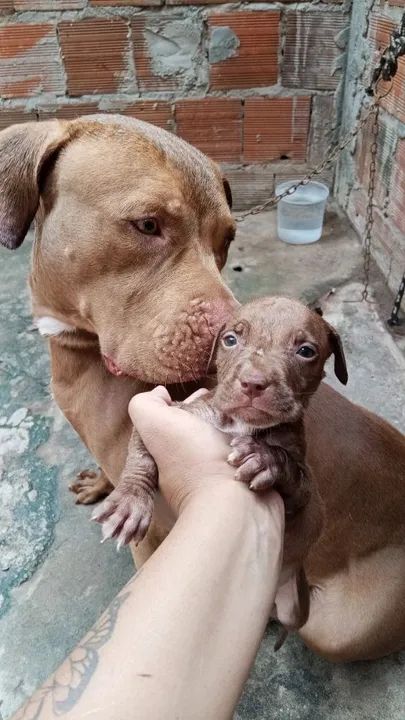 Filhotes de Pitbull  - Foto 2