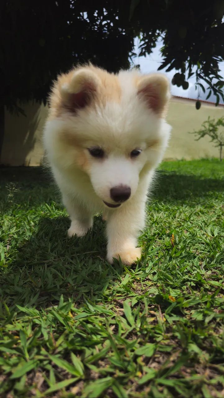 Filhote de Pomsky - 3 meses  - Foto 5