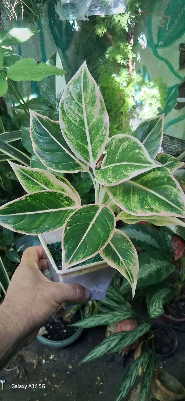 Aglaonema  - Foto 2