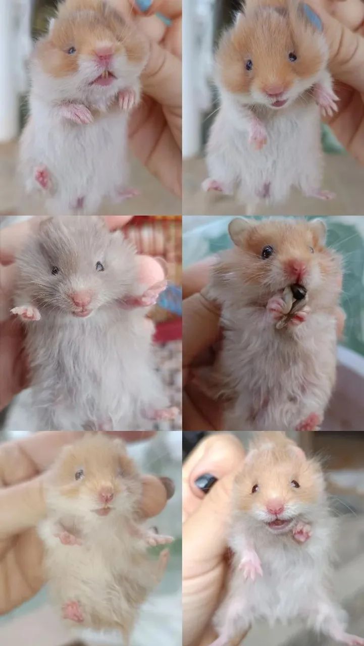 Hamster Sírio em Maceió 64169904305666121