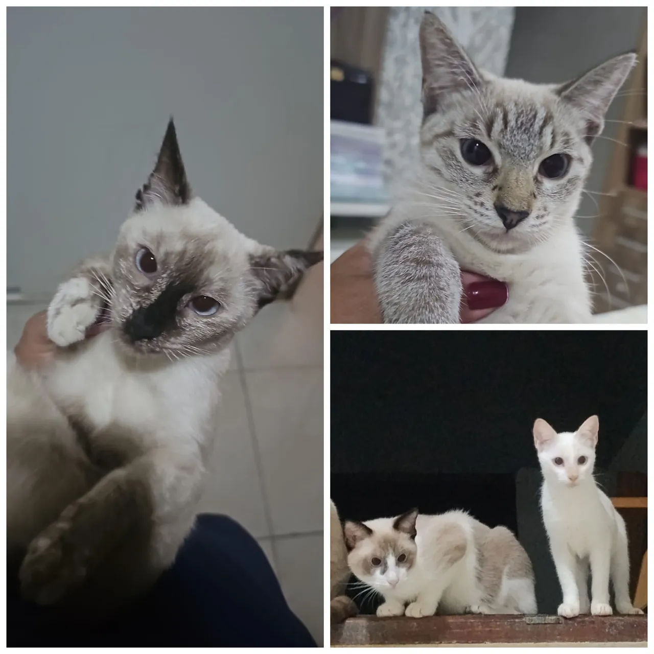 Gatinhos Siameses para Adoção - Lindos e Carinhosos!