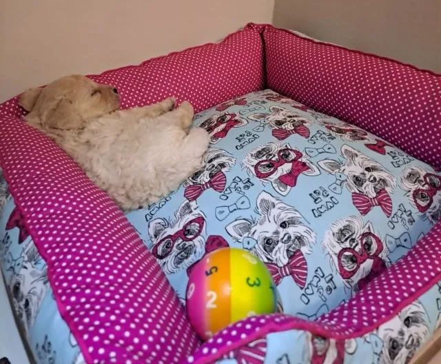 Cama Pet - A partir de R$ R$ 60,00 - Foto 4