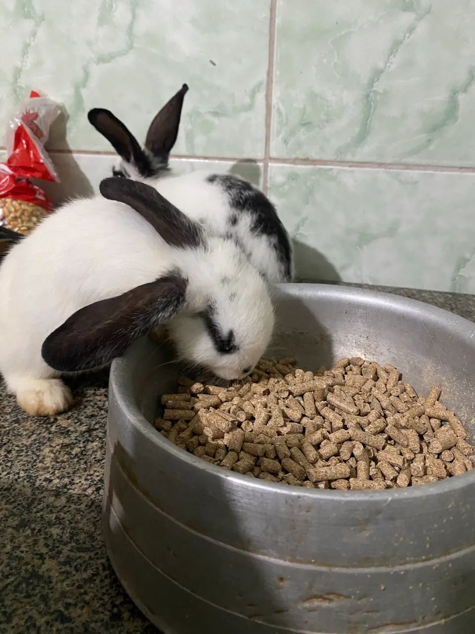 Coelho mini lop - Foto 3