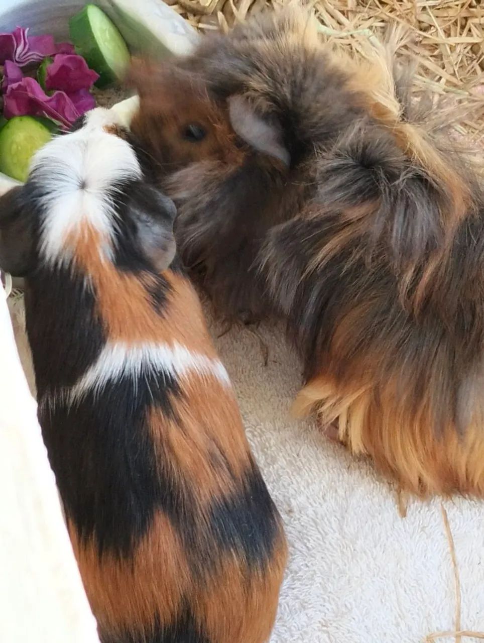 Lindos filhotes porquinhos da Índia para vendas - Foto 2