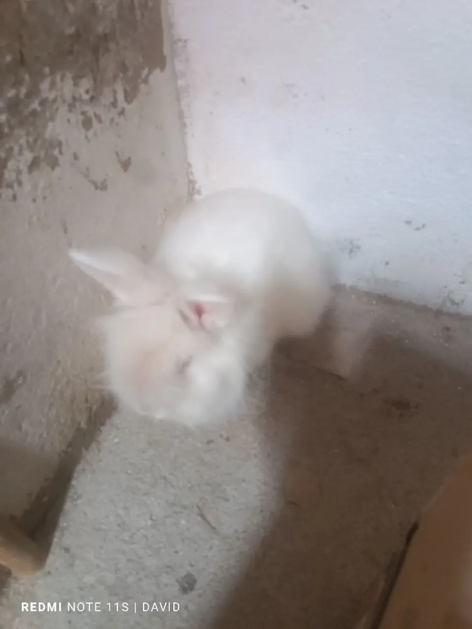 Coelhinho branco
