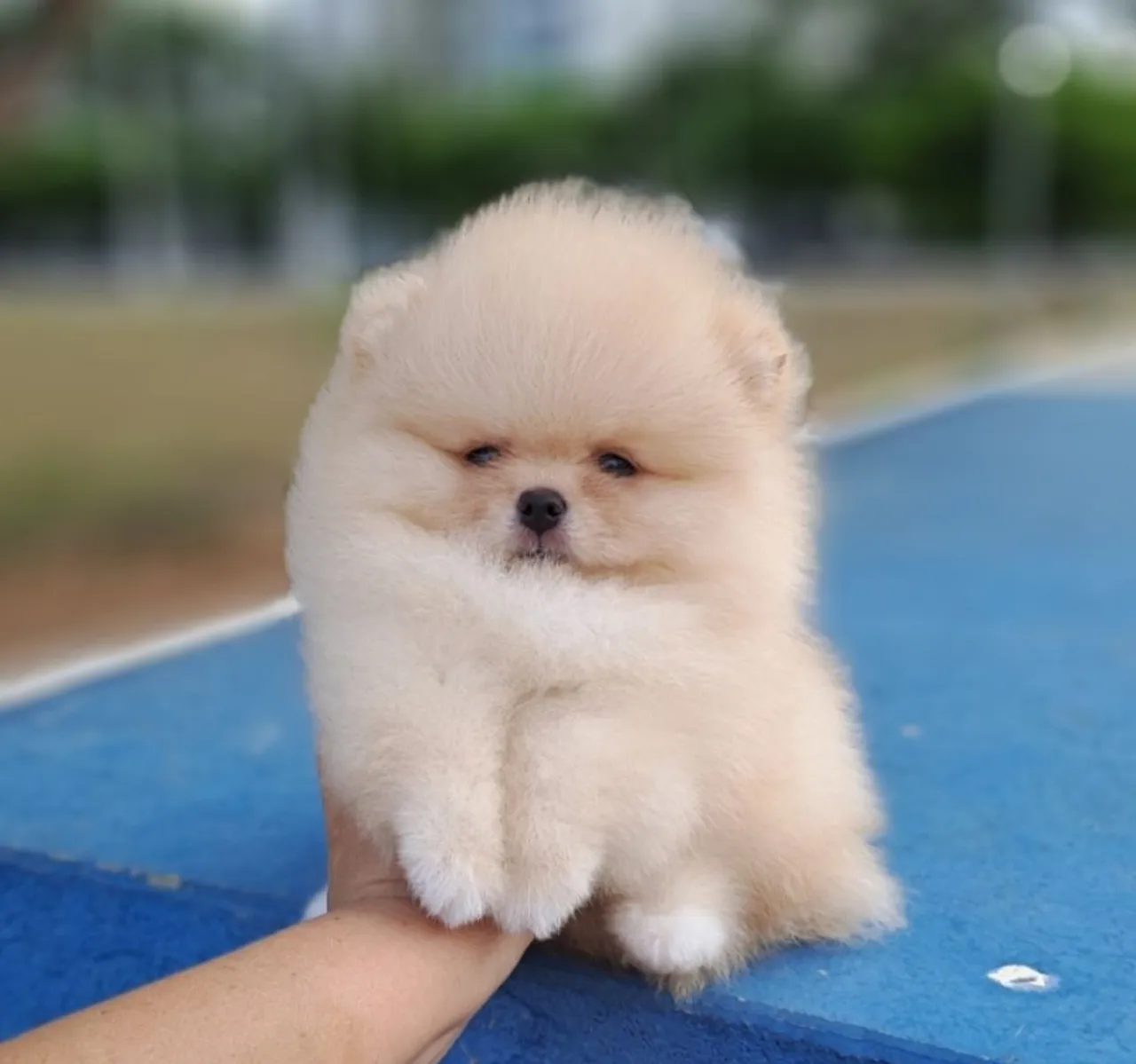 Os menores da Olx Lulu a Pomerânia