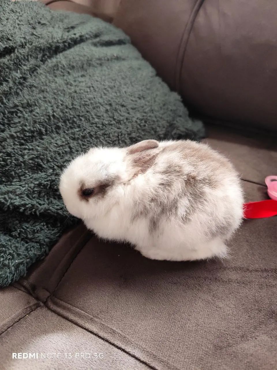 Coelhinho Mini Netherland Dwarf