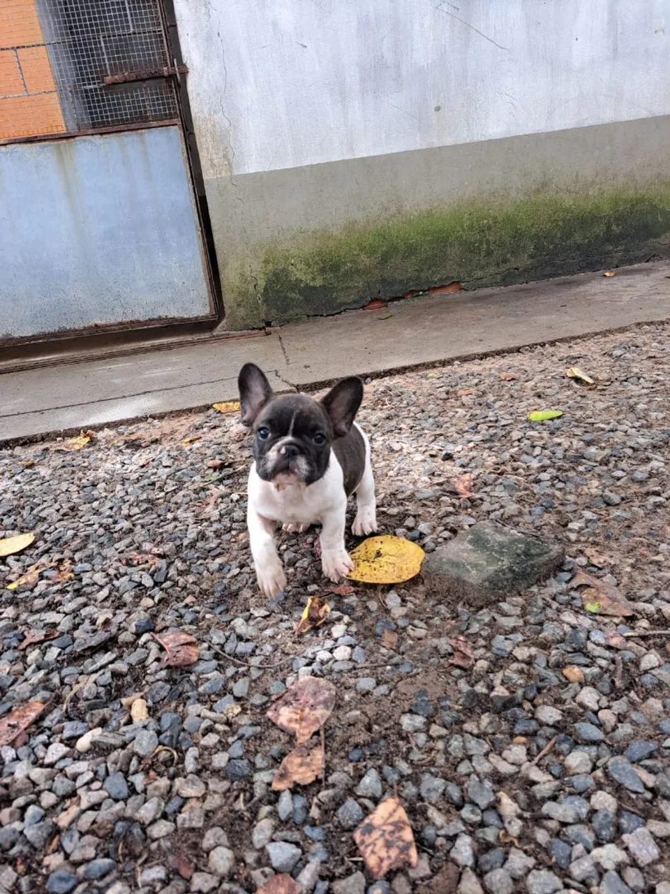 Buldogues Francês machos - Vila Canina Serigy
