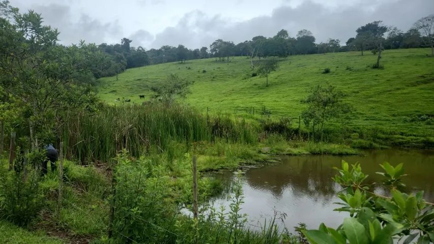 Excelente Propriedade Rural em Carmópolis de Minas/MG. - Foto 4