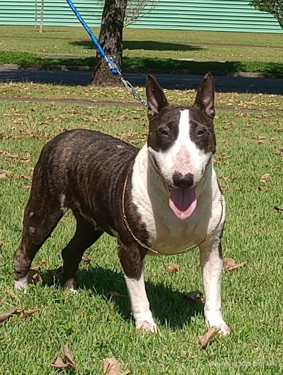 Bullterier -Bebês fêmeas disponíveis p/ reserva!   - Foto 2